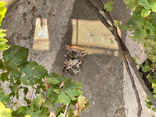 Milionis Manor Nyaraló